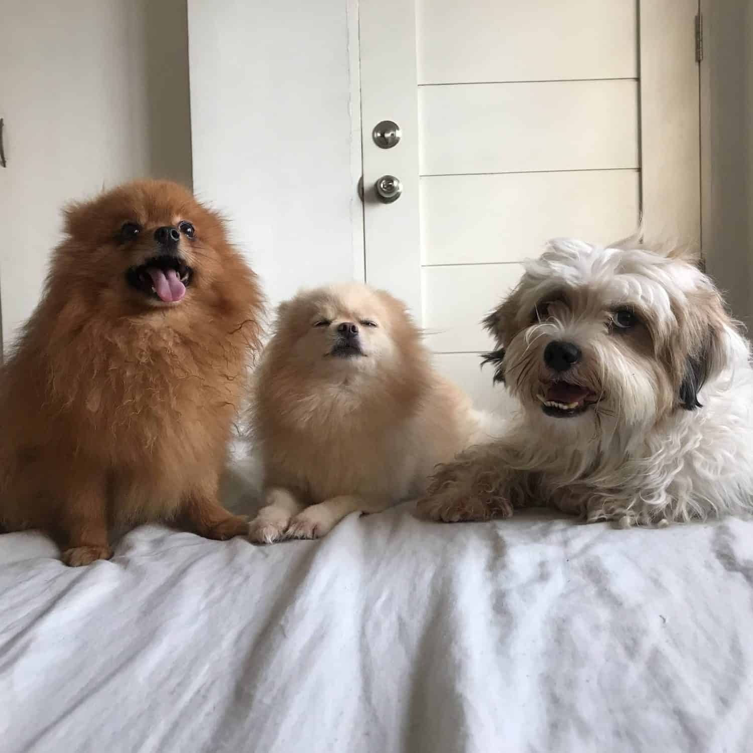 My dogs - Macchiato, Glitter, Truffle