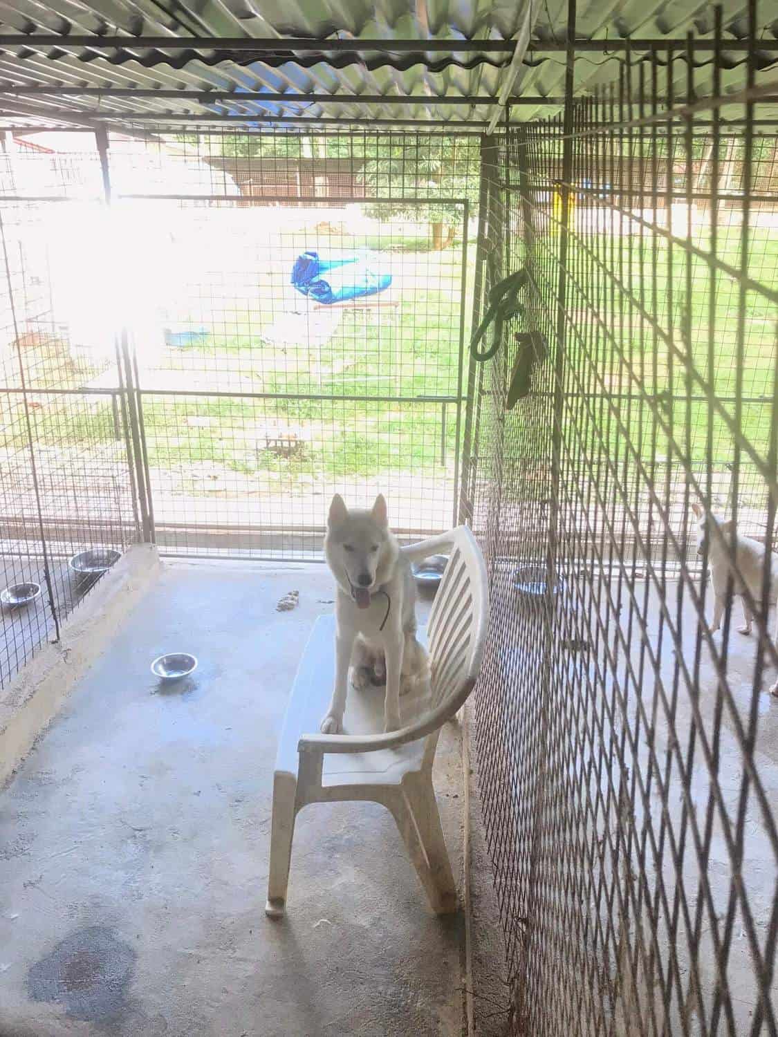 abandoned husky