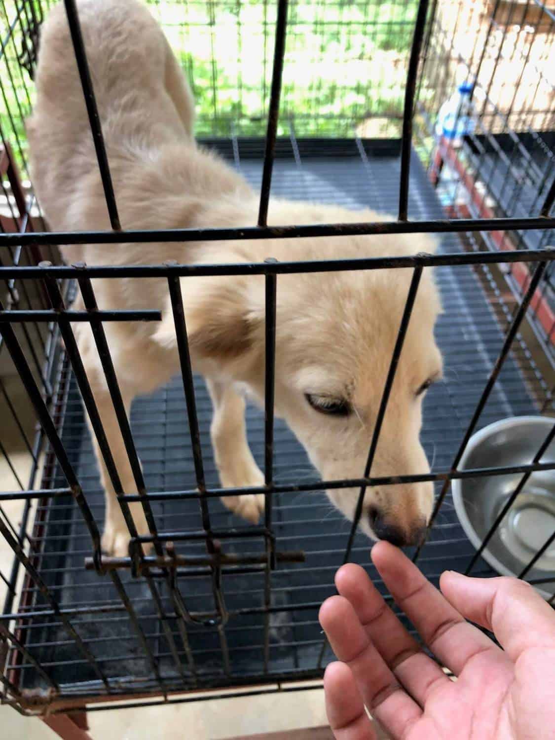 dog in a cage