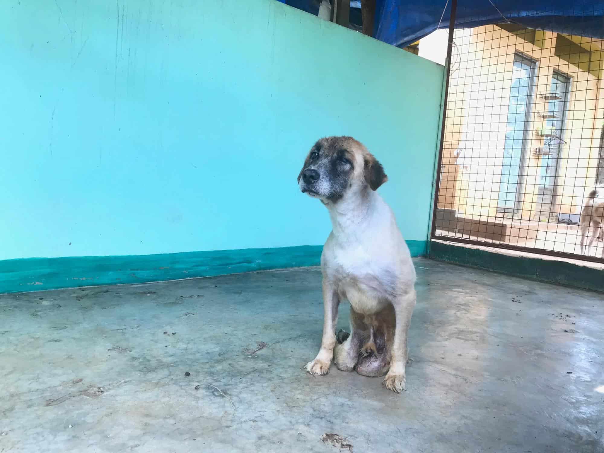 dog with paralyzed lower half front view