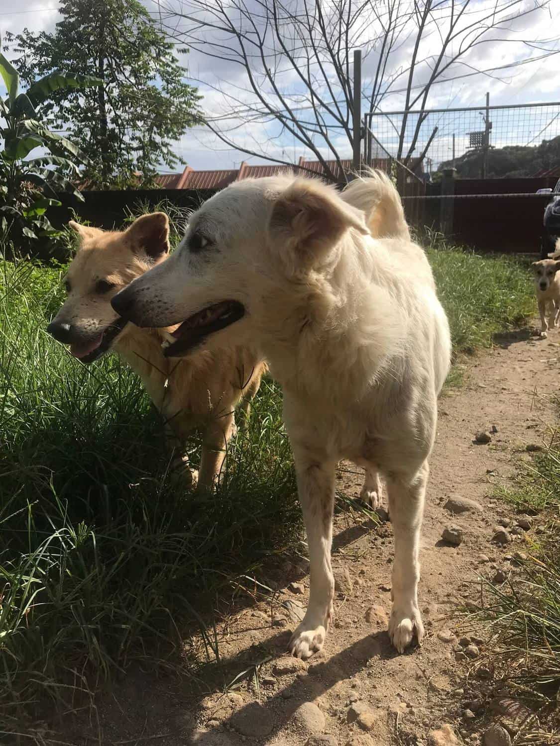 some of the friendly dogs inside the sanctuary