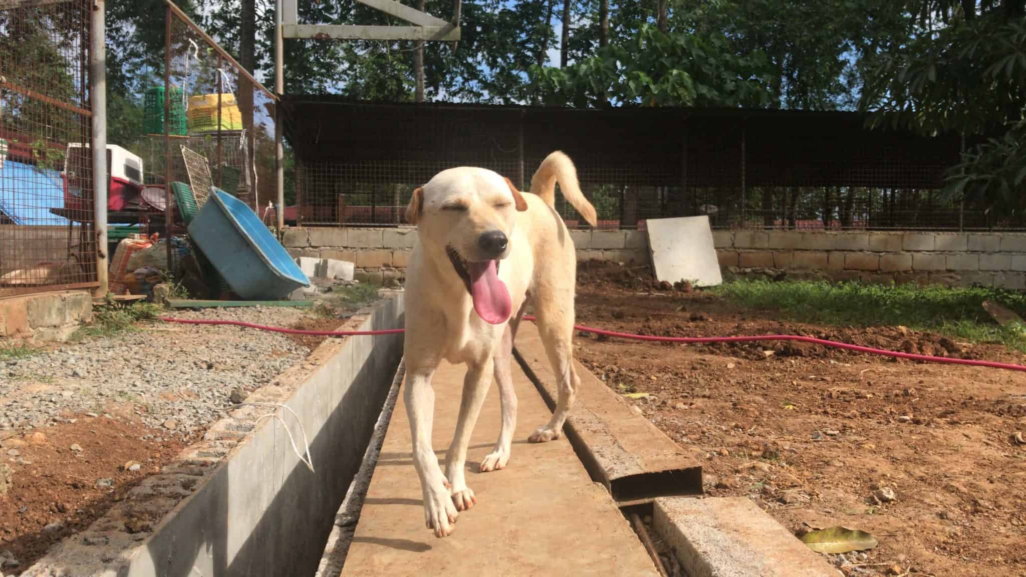 smiling dog basking under the sun